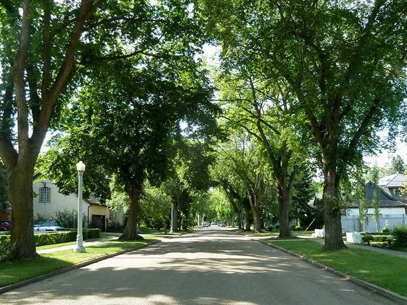 Edmonton Tree Lined Street