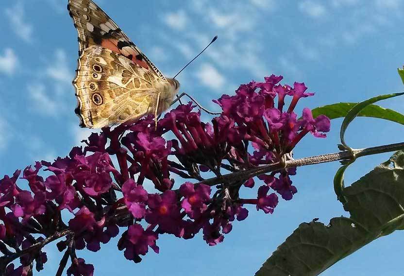 Lendrum Place Homes for Sale in Southwest Edmonton Liv Real Estate